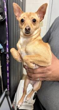 Coconut -  Chihuahua and Terrier Dog for Adoption in Winter, Wisconsin - Coconut | PetCurious