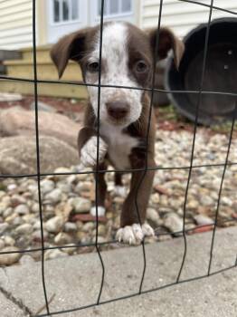 Australian Shepherd and Mixed Breed Dogs Available for Adoption - Willow | PetCurious