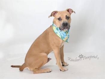 RON STOPPABLE -  Boxer and Mixed Breed Dog for Adoption in Omaha, Nebraska - RON STOPPABLE | PetCurious