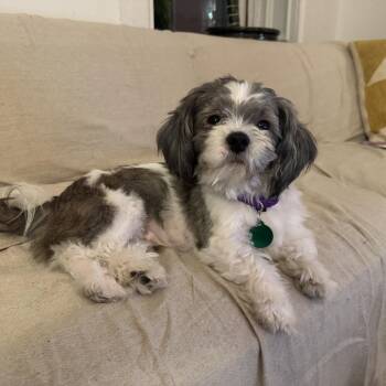 Milo -  Shih Tzu Dog for Adoption - Milo | PetCurious