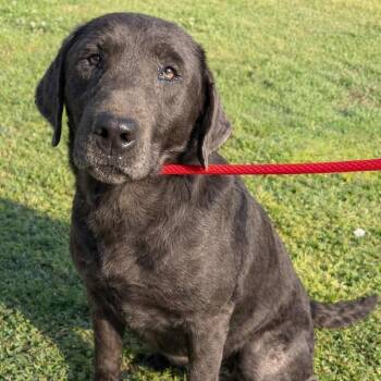 Labrador Retriever Dogs Available for Adoption in Broomfield, Colorado - Collinstrem / Riley | PetCurious