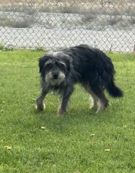 61638137 -  Terrier Dog for Adoption in Elko, Nevada - 61638137 | PetCurious