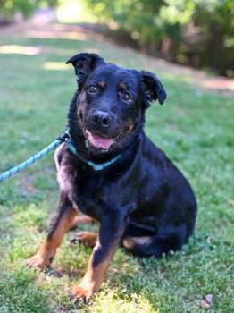 Mixed Breed Dogs Available for Adoption in Chamblee, Georgia - Shakespear | PetCurious
