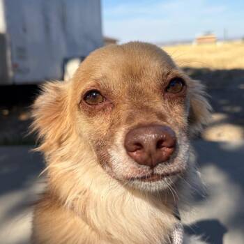 Robert -  Pomeranian Dog for Adoption in Chico, California - Robert | PetCurious