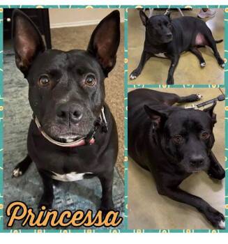 Pit Bull Terrier Dogs Available for Adoption - Princessa | PetCurious
