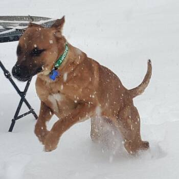 German Shepherd Dog and Mixed Breed Dogs Available for Adoption - Kibble | PetCurious