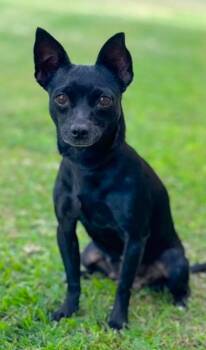 Rescue Chihuahua Dogs for Adoption in Vaughan, Ontario - Calista | PetCurious
