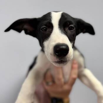 Mixed Breed Dogs Available for Adoption in Idaho Falls, Idaho - Berlin | PetCurious