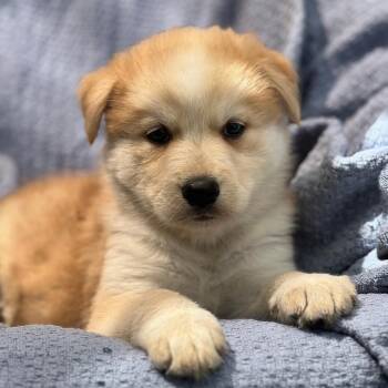 Marshmallow Pup - Mallow -  Shepherd and Husky Dog for Adoption in San Diego, California - Marshmallow Pup - Mallow | PetCurious