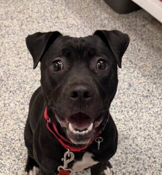 Juno -  Staffordshire Bull Terrier Dog for Adoption in Golden, Colorado - Juno | PetCurious