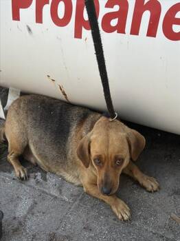 Mixed Breed Dogs Available for Adoption in Palmetto, Florida - A136482 | PetCurious