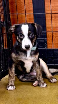 La Pivoine -  Terrier and Australian Cattle Dog Blue Heeler Dog for Adoption in Fort Lupton, Colorado - La Pivoine | PetCurious