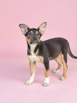 Flower -  Australian Cattle Dog Blue Heeler Dog for Adoption in Palm Springs, Florida - Flower | PetCurious
