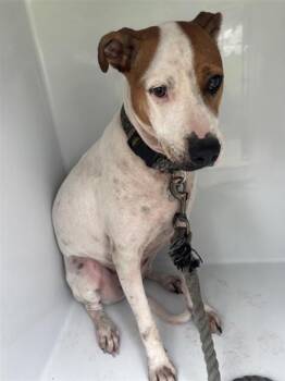 JILL -  Pit Bull Terrier Dog for Adoption in Houston, Texas - JILL | PetCurious