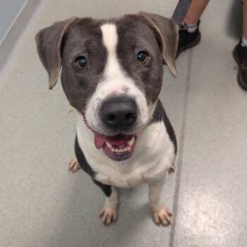 Chase -  Mixed Breed Dog for Adoption in New Castle, Delaware - Chase | PetCurious