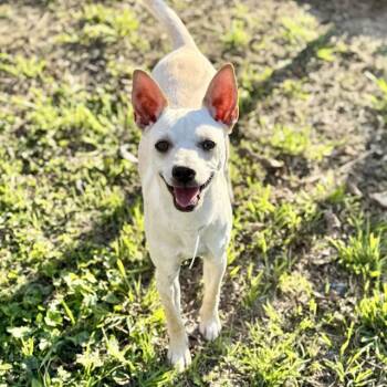 Chihuahua and Mixed Breed Dogs Available for Adoption - LITTLE MAN | PetCurious