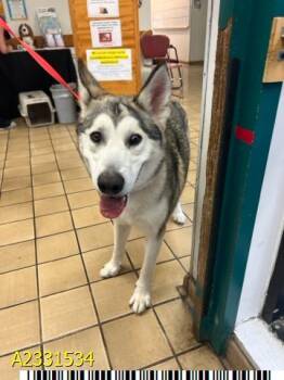 Mixed Breed Dogs Available for Adoption in West Palm Beach, Florida - COBIA | PetCurious