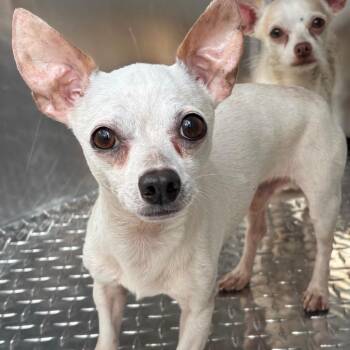 Blender -  Chihuahua and Mixed Breed Dog for Adoption in Saint Joseph, Missouri - Blender | PetCurious