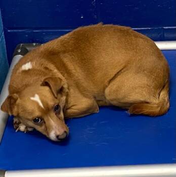 Chihuahua and Terrier Dogs Available for Adoption - Marvin/Keystone | PetCurious