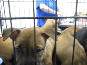 FLORA -  Black Mouth Cur Dog for Adoption in Ocala, Florida - FLORA | PetCurious