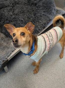 Chihuahua and Mixed Breed Dogs Available for Adoption - MERRY | PetCurious