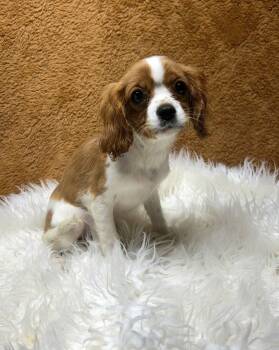 Cavalier King Charles Spaniel Dogs Available for Adoption - POPPY (ohiosdrescue@gmail.com) | PetCurious