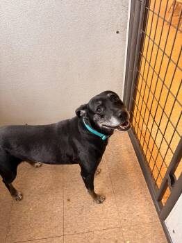 Willow -  Labrador Retriever and Mixed Breed Dog for Adoption in Heber City, Utah - Willow | PetCurious