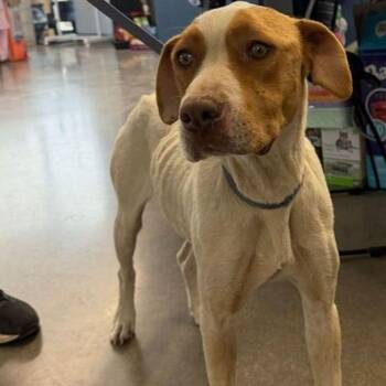 Hound Dogs Available for Adoption - Alisa | PetCurious