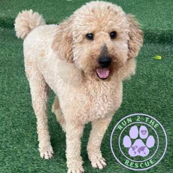 Polar -  Golden Retriever and Miniature Poodle Dog for Adoption in New York, New York - Polar | PetCurious