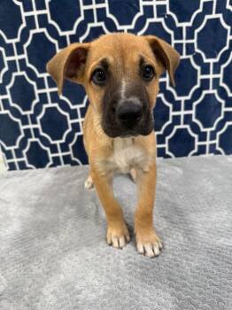 Gemma -  German Shepherd Dog Dog for Adoption in Brookings, Oregon - Gemma | PetCurious