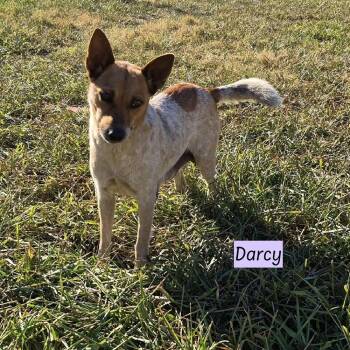 Australian Cattle Dog Blue Heeler Dogs Available for Adoption - Darcy (Momma) | PetCurious