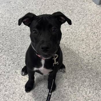 Kona -  Cane Corso and Mountain Cur Dog for Adoption in Des Moines, Iowa - Kona | PetCurious