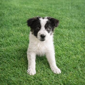 Border Collie Dogs Available for Adoption in Coatesville, Pennsylvania - Border Collie Mix Pups Girls | PetCurious
