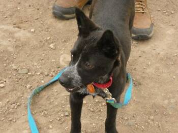 Cattle Dog and Mixed Breed Dogs Available for Adoption in Fort Collins, Colorado - Winch | PetCurious