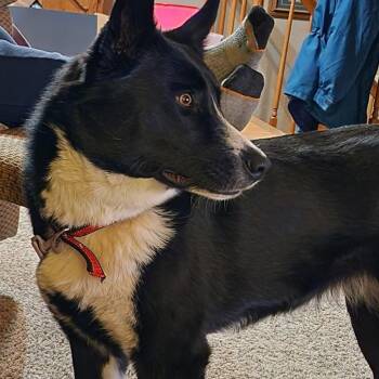 Nylah -  Karelian Bear Dog Dog for Adoption in Grand Rapids, Minnesota - Nylah | PetCurious