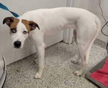 Hibiscus -  Mixed Breed Dog for Adoption in Kansas City, Missouri - Hibiscus | PetCurious