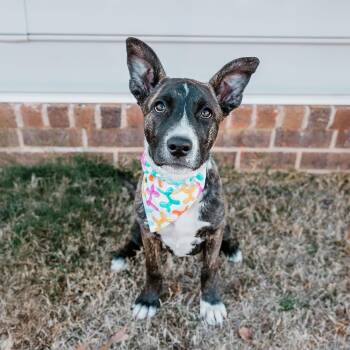 Mountain Cur and Pit Bull Terrier Dogs Available for Adoption - Payton | PetCurious