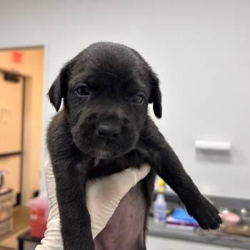 Mixed Breed Dogs Available for Adoption in Bentonville, Arkansas - Zebra | PetCurious