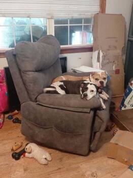 Moo Moo (AVAILABLE 8/31) -  Pit Bull Terrier Dog for Adoption in Leverett, Massachusetts - Moo Moo (AVAILABLE 8/31) | PetCurious