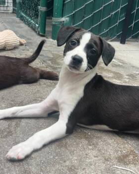 Whoopie Pie -  Dachshund and Terrier Dog for Adoption in Los Angeles, California - Whoopie Pie | PetCurious