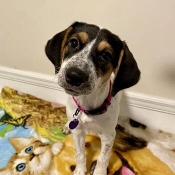 Noelle -  Treeing Walker Coonhound and Labrador Retriever Dog for Adoption in Triana, Alabama - Noelle | PetCurious