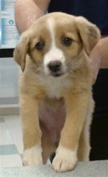 Australian Shepherd Dogs Available for Adoption in Oklahoma City, Oklahoma - A473729 | PetCurious