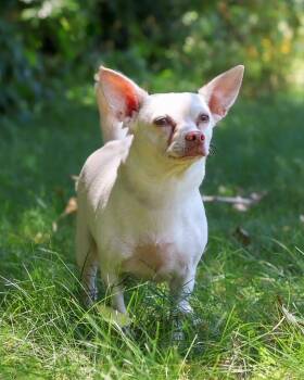 DORNA (0708) -  Chihuahua Dog for Adoption in Bridgeport, Connecticut - DORNA (0708) | PetCurious