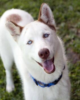 Adam (AO36845) -  Husky Dog for Adoption in Kansas City, Kansas - Adam (AO36845) | PetCurious