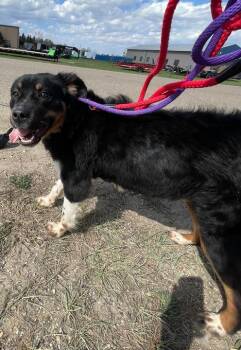 Mixed Breed Dogs Available for Adoption in Minot, North Dakota - Bethany | PetCurious
