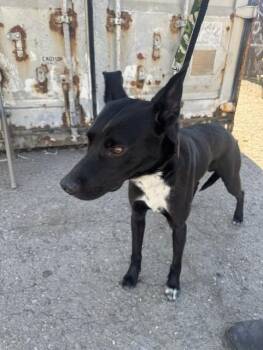 FINCH -  Australian Kelpie Dog for Adoption in Stockton, California - FINCH | PetCurious