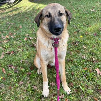 Rescue Shepherd Dogs for Adoption in ROUGH READY, California - Abby | PetCurious