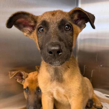 Kestrel 26-08-083 -  Shepherd Dog for Adoption in Bastrop, Texas - Kestrel 26-08-083 | PetCurious