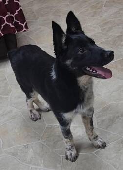 Parrot -  Australian Cattle Dog Blue Heeler Dog for Adoption in Neillsville, Wisconsin - Parrot | PetCurious