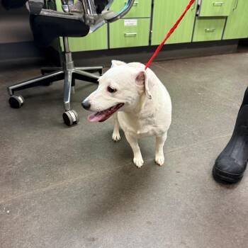 Terrier Dogs Available for Adoption in Norman, Oklahoma - Betty | PetCurious